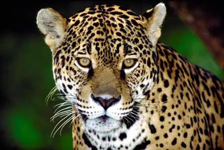 Animales en extinción - Argentina