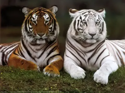 Animales