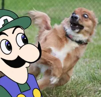 La verdadera historia de Luigi Bros.