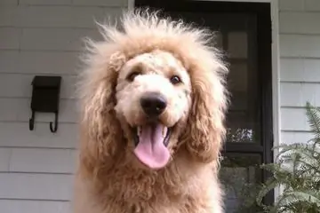Confunden a perrito con un león