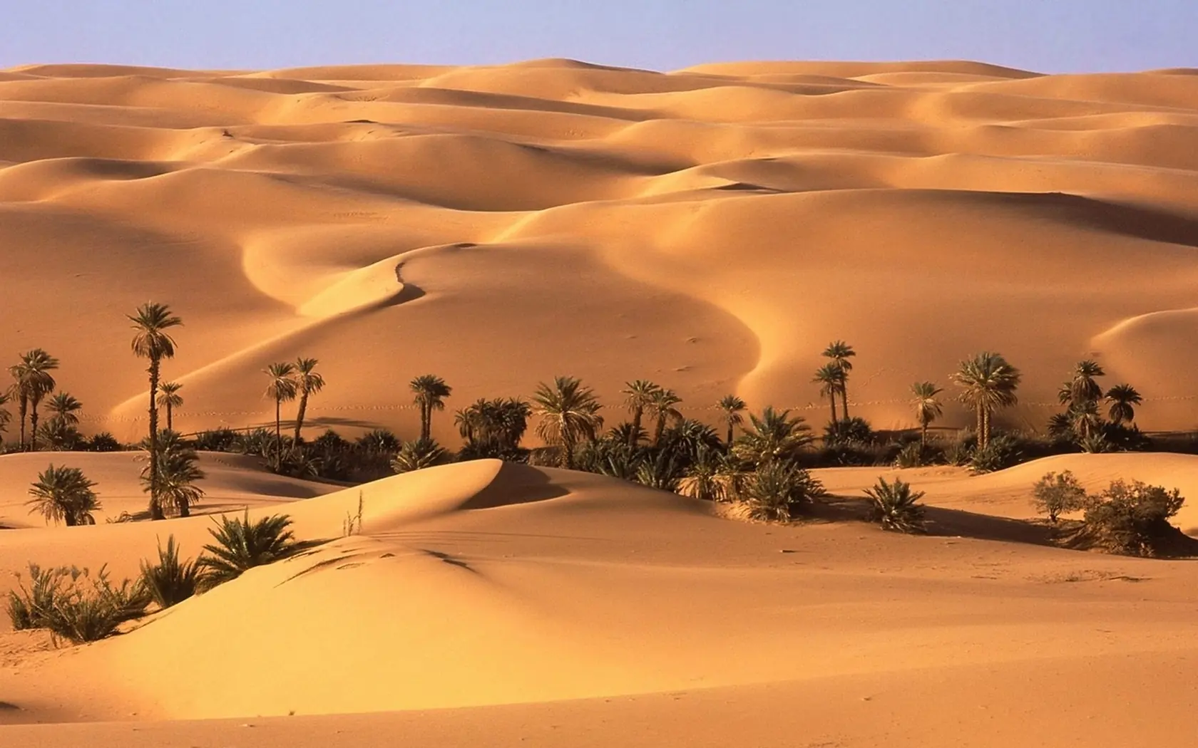 Desiertos, ¿cada vez más verdes?