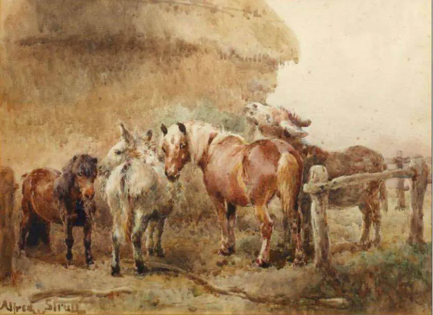 Animales