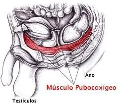 Ejercita tu Musculo Pubocoxigeo …Salud Para El Pene :D