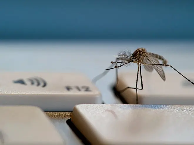virus informaticos