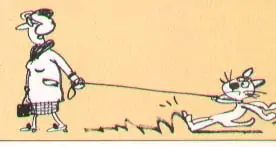 Enseñar a un gato!!!