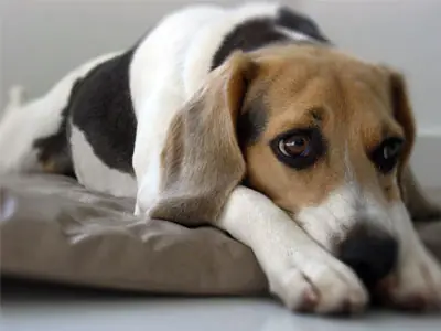 Desmintiendo "No levantar a tus perros por las axilas&q