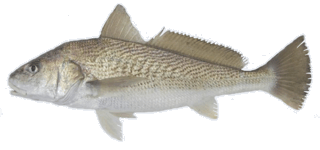 Carnadas De Pesca