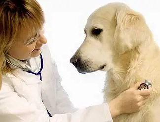 veterinarias 24hs buenos aires y cap federal