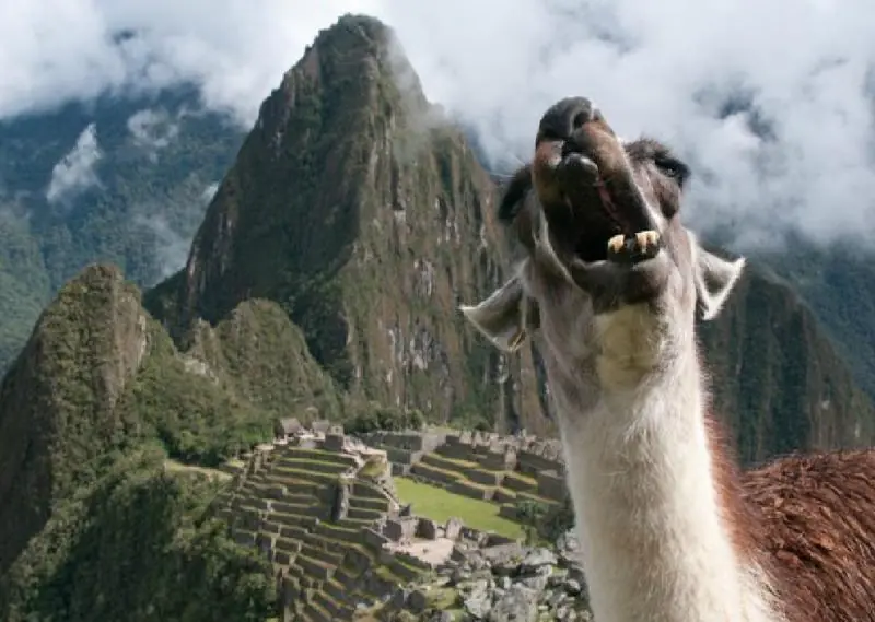 La llama que grita