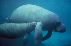 el animal con mas fratulencias:el manati