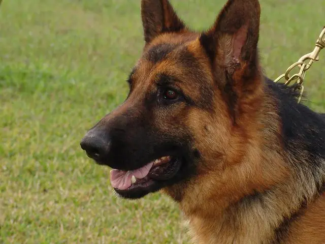 ¿Cuáles son los nombres de perro más habituales?