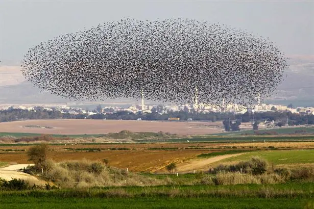 Increible formacion de vuelo de pajaros!