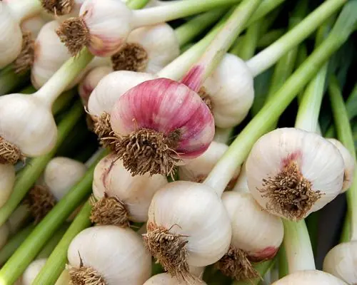10 vegetales que pueden crecer fácilmente en tu jardín