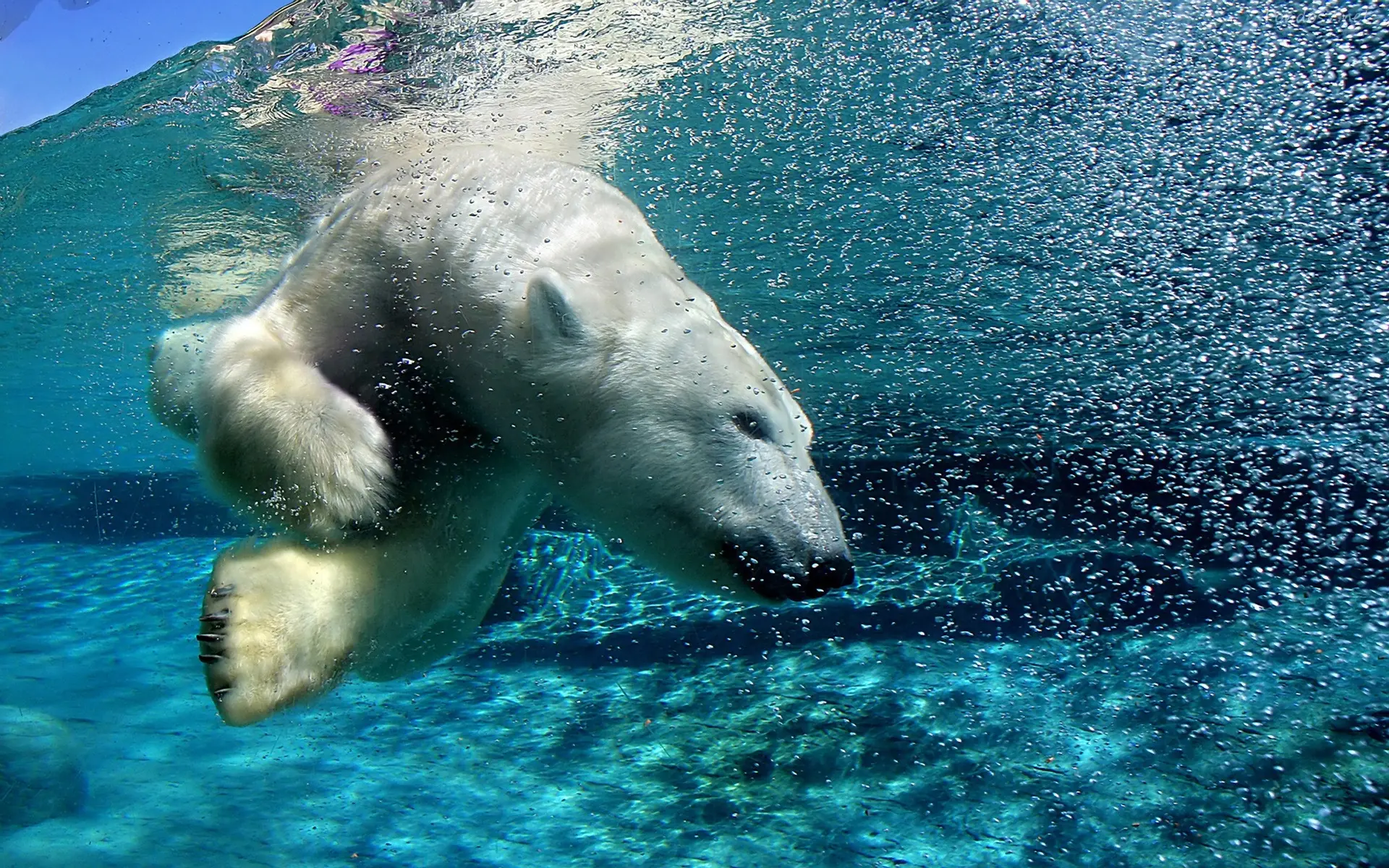 Los 10 Principales animales en Peligro de Extincion