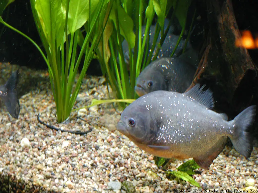 Si tanto te importan las pirañas,entra