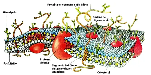 Efecto Casimir sobre proteínas de membrana