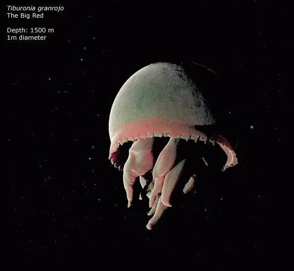 oceano