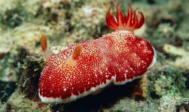 La babosa Chromodoris reticulata tiene un pene desechable