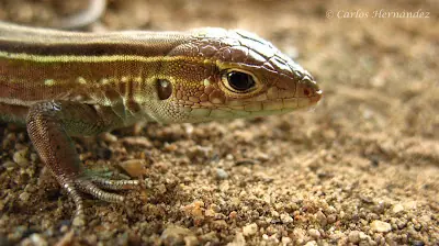 Hombres camino a desaparecer? Bajon.. pero es factible..