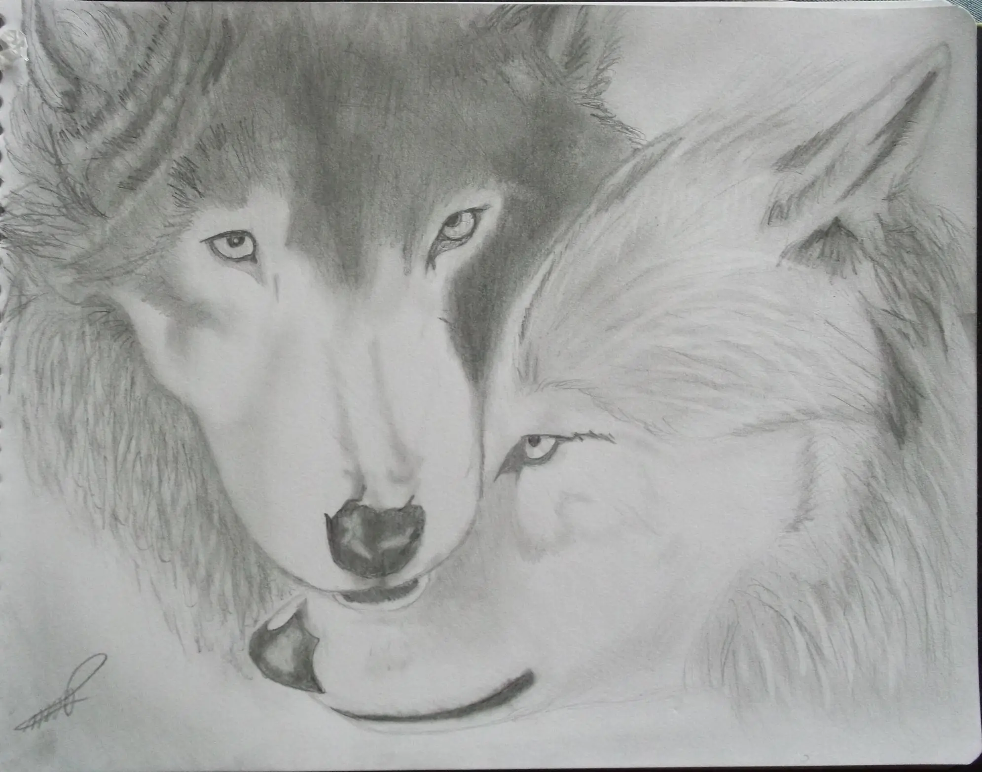 Mi dibujo de 2 Lobos (Resubido)