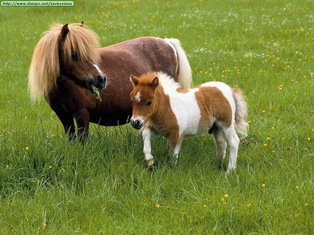 los ponis