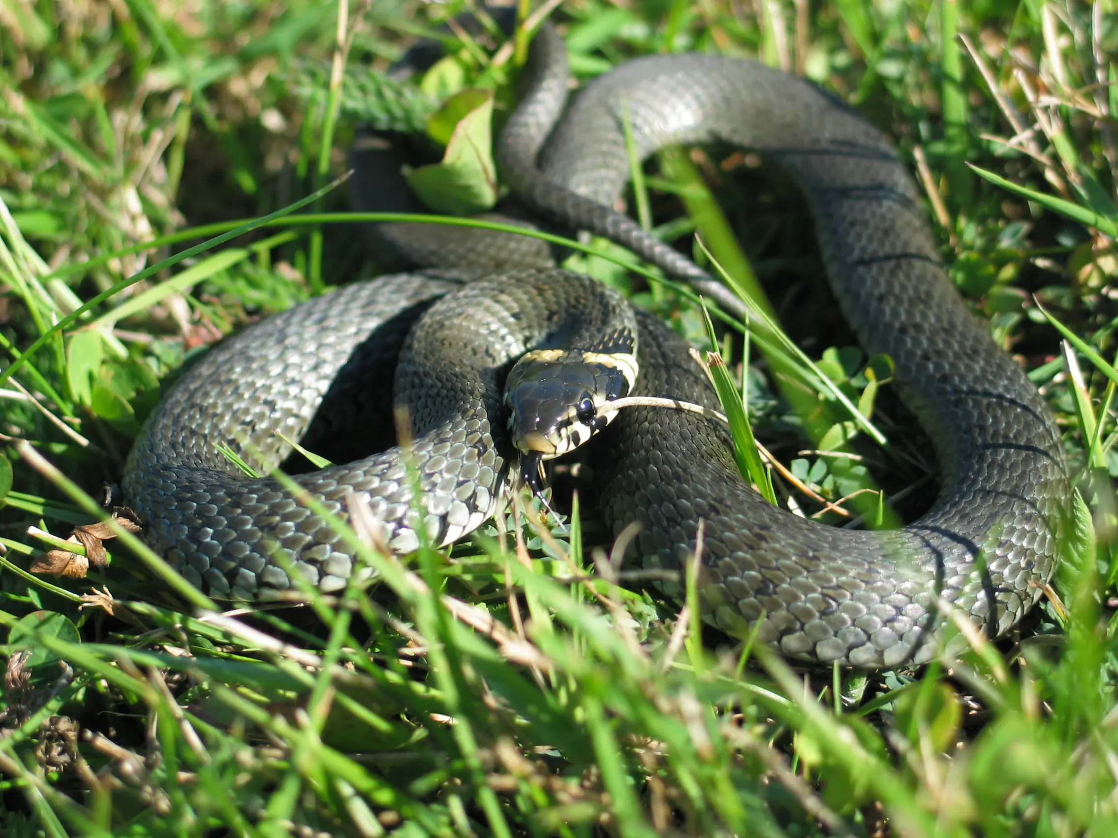 rana