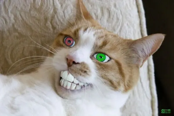 Animales potoshopeados