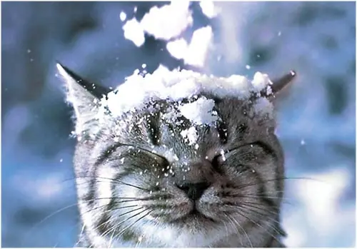 Gatos en la nieve...