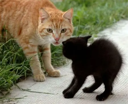 gatitos
