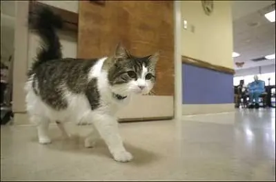 Óscar, el gato que predice la muerte