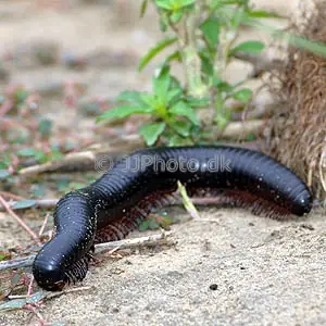 Milpies gigante (Archispirostreptus gigas)