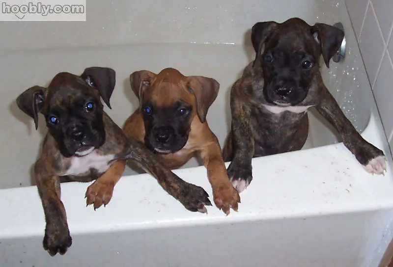 ¿Si los perros comen chocolate se quedan ciegos?