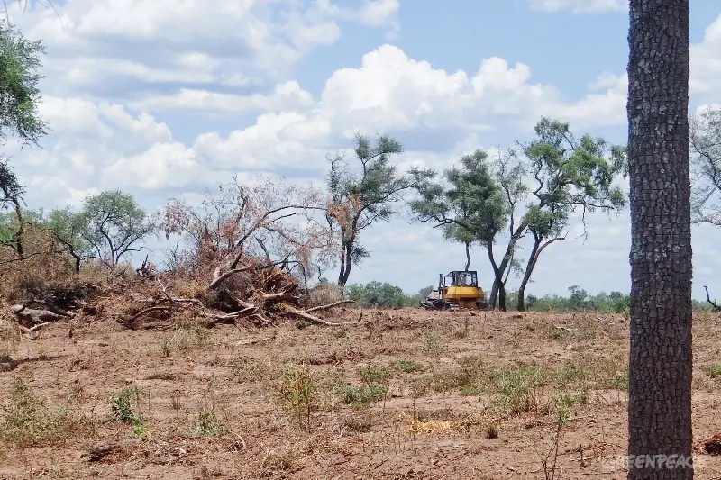 El Impenetrable en peligro