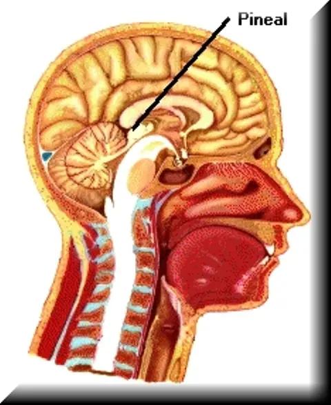 DMT- La droga màs potente del mundo
