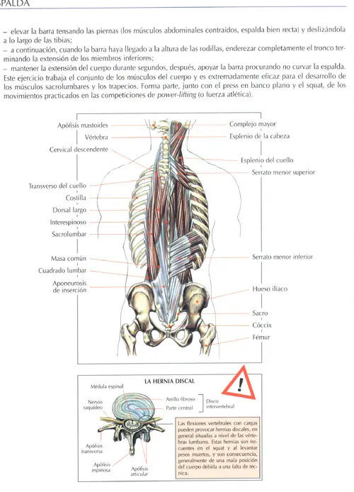 Ejercicios para espalda (dorsales, lumbares, trapecio, etc.)