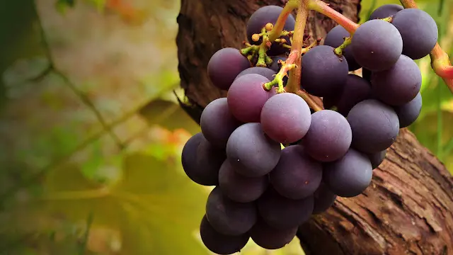 10 beneficios de la uva morada