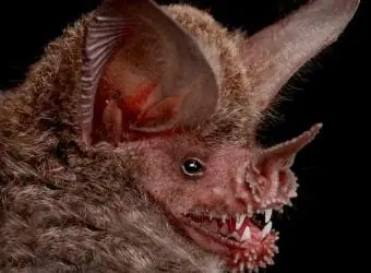 ¿Por qué y como los murciélagos vuelan sólo de noche?