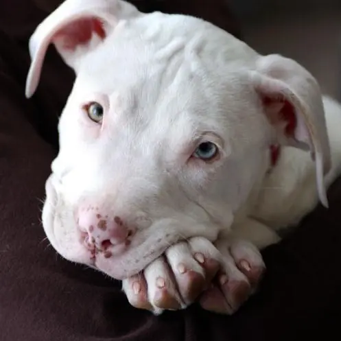 Peleas de pitbulls: una realidad triste
