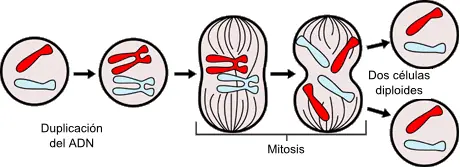 Experimento sobre la mitosis en la cebolla