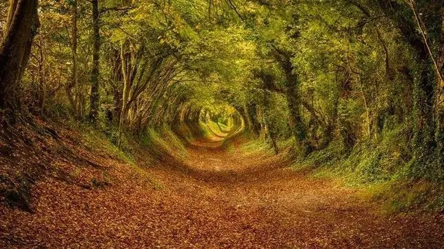 Los túneles de árboles más extraordinarios del mundo