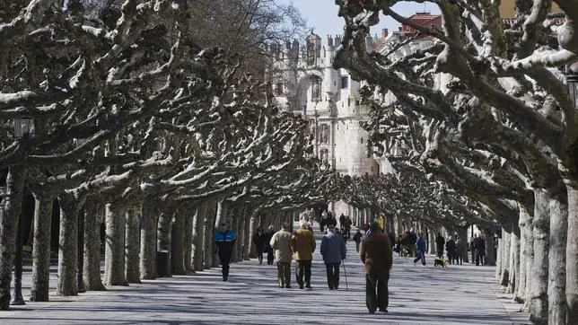 arboles