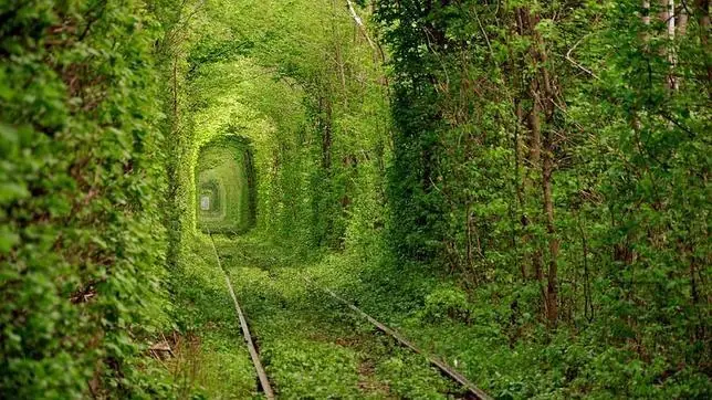 arboles