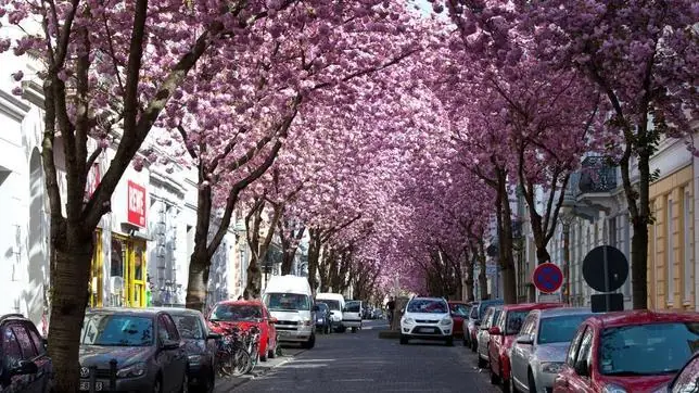Los túneles de árboles más extraordinarios del mundo