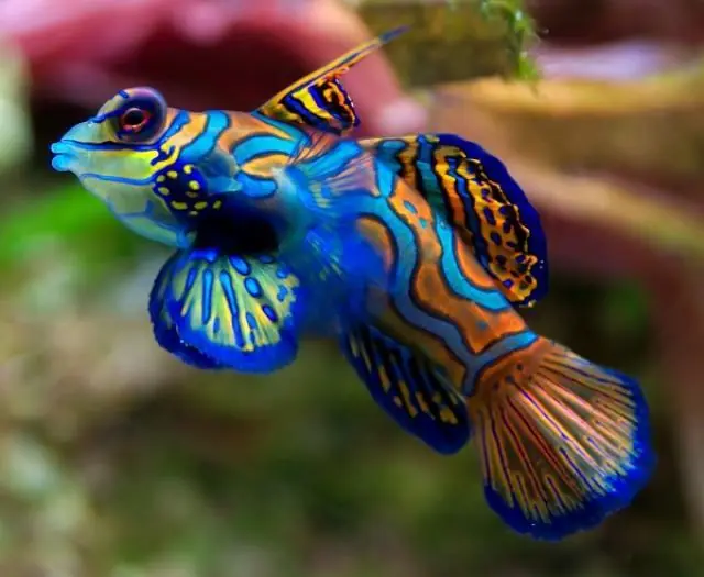 Top 20 Peces mas hermosos del mundo