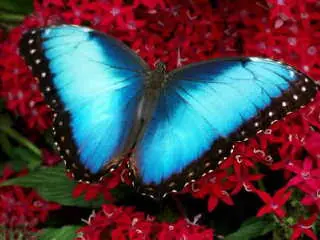 Mariposa morfo azul