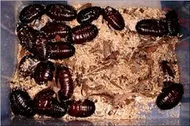 eliminar las cucarachas (formas caseras)