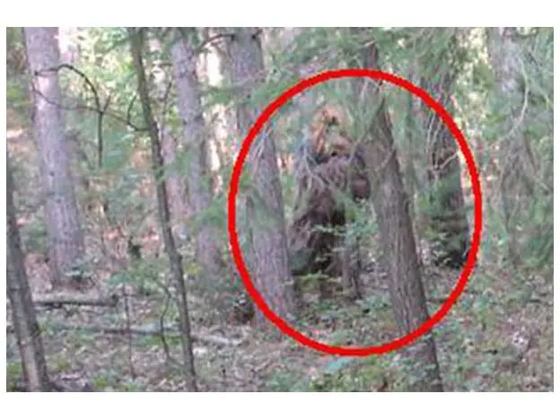 El sasquatch o Pie grande (informacion sobre el)