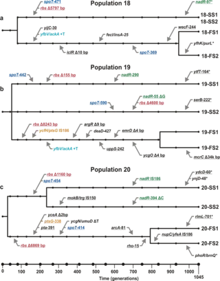 La evolución es predecible