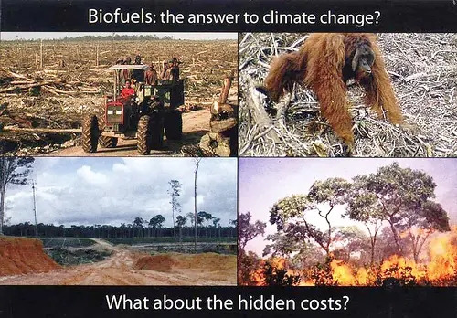 ¿Comida o biocombustible?