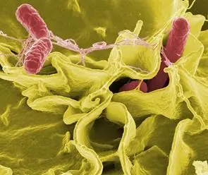 Las bacterias colaboran entre sí